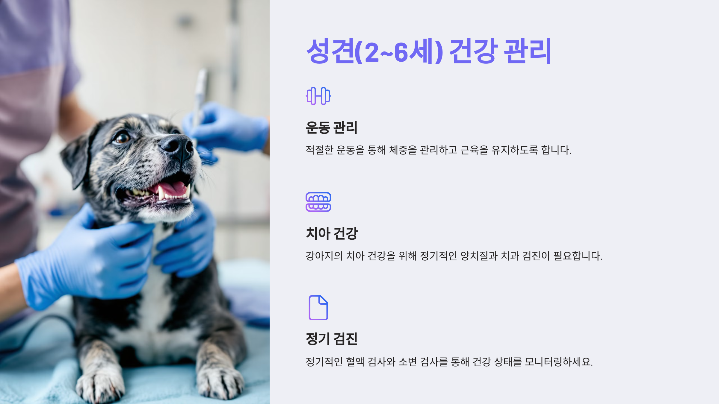 성견(2~6세) 건강 관리