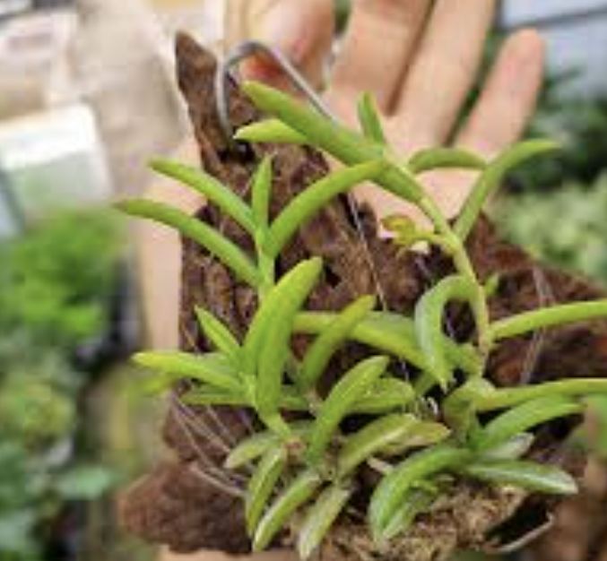 파비플로라 식물