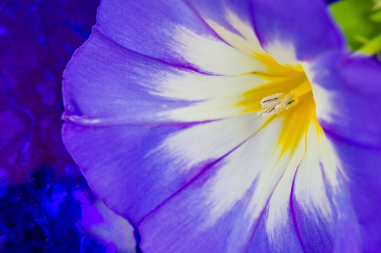 모티리톤정 성분