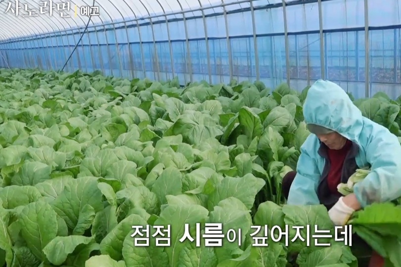 사노라면-오뚝이-춘화-엄마-여수-돌산-갓김치
