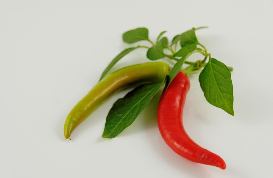 청색고추와 적색고추