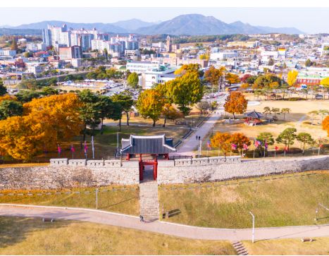 홍성 벚꽃 