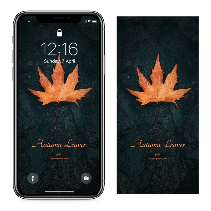 03 낙엽 C - Autumn Leaves 아이폰가을배경화면