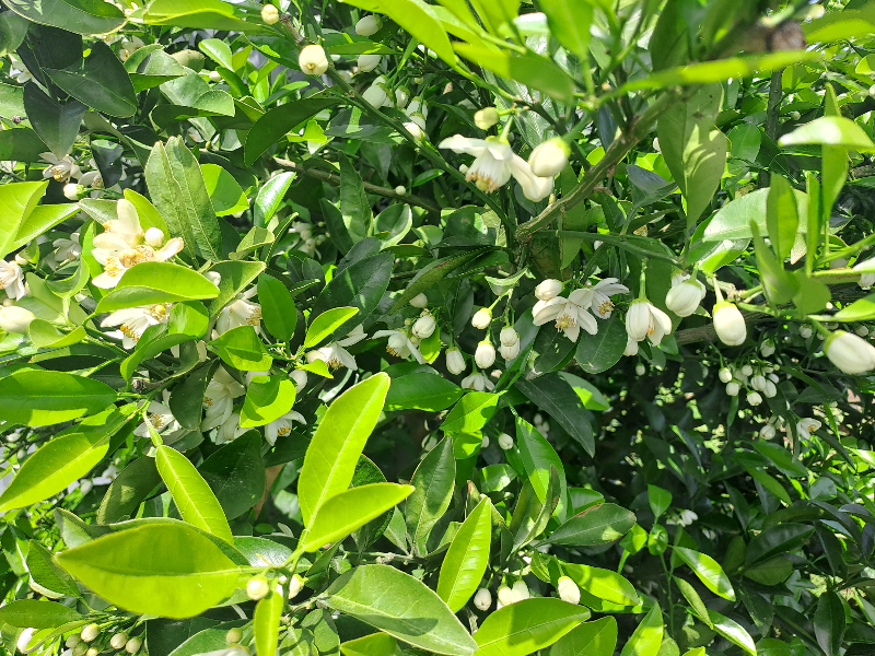 제주도 5월은 귤꽃 향기 가득한 시간