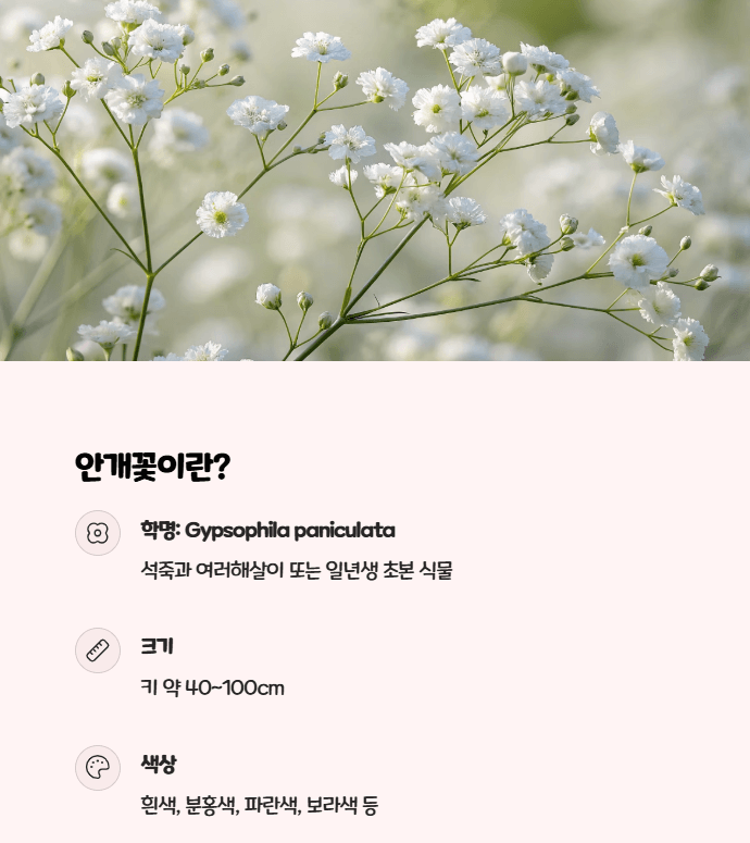 안개꽃