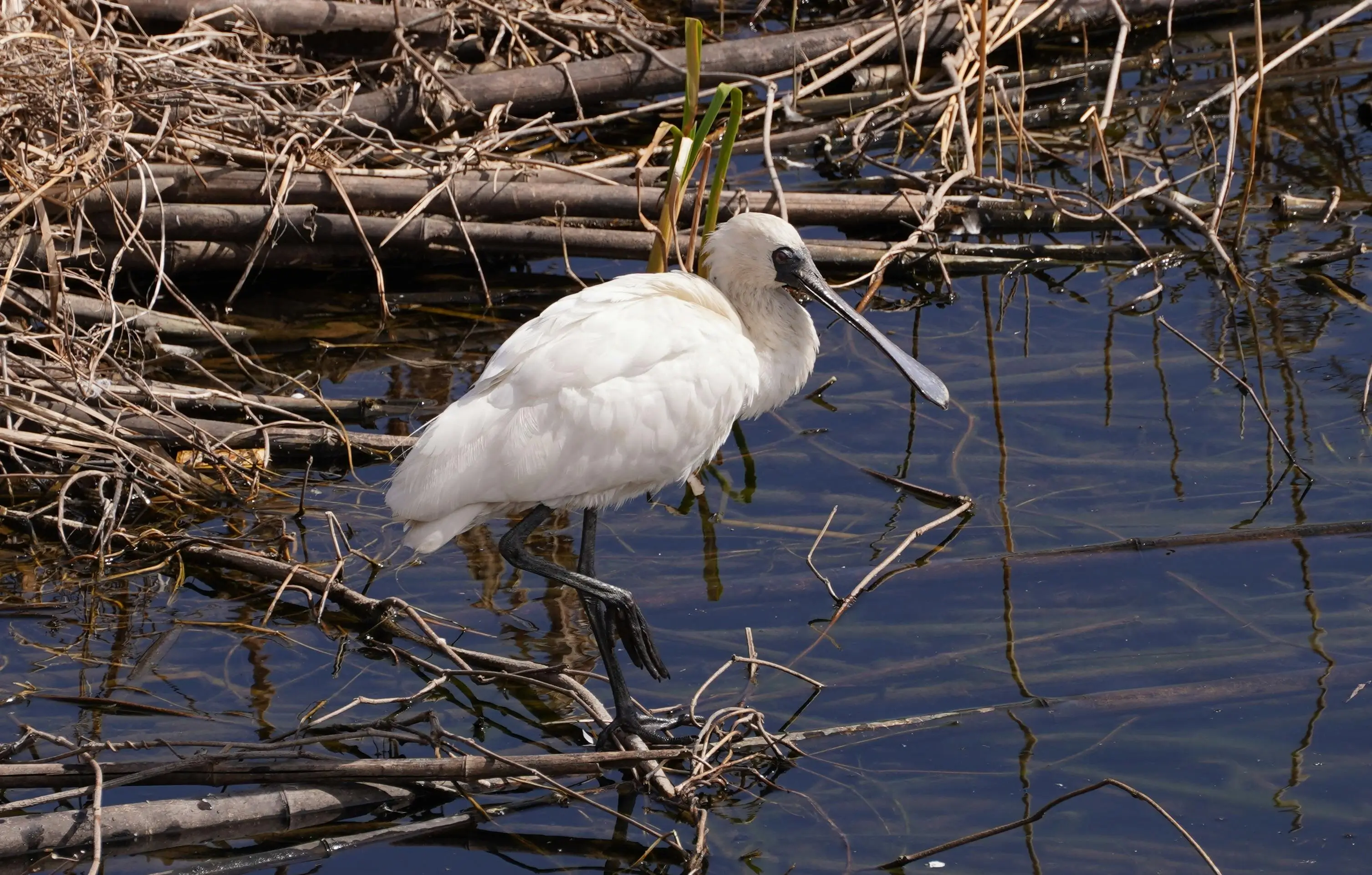 조수 영향을 받는 수역에 서 있는 저어새