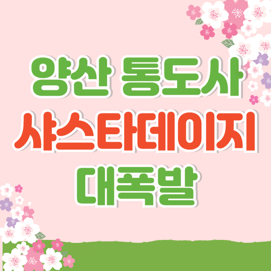 양산 통도사 샤스타데이지 명소｜봄꽃 인생샷 여행지 추천