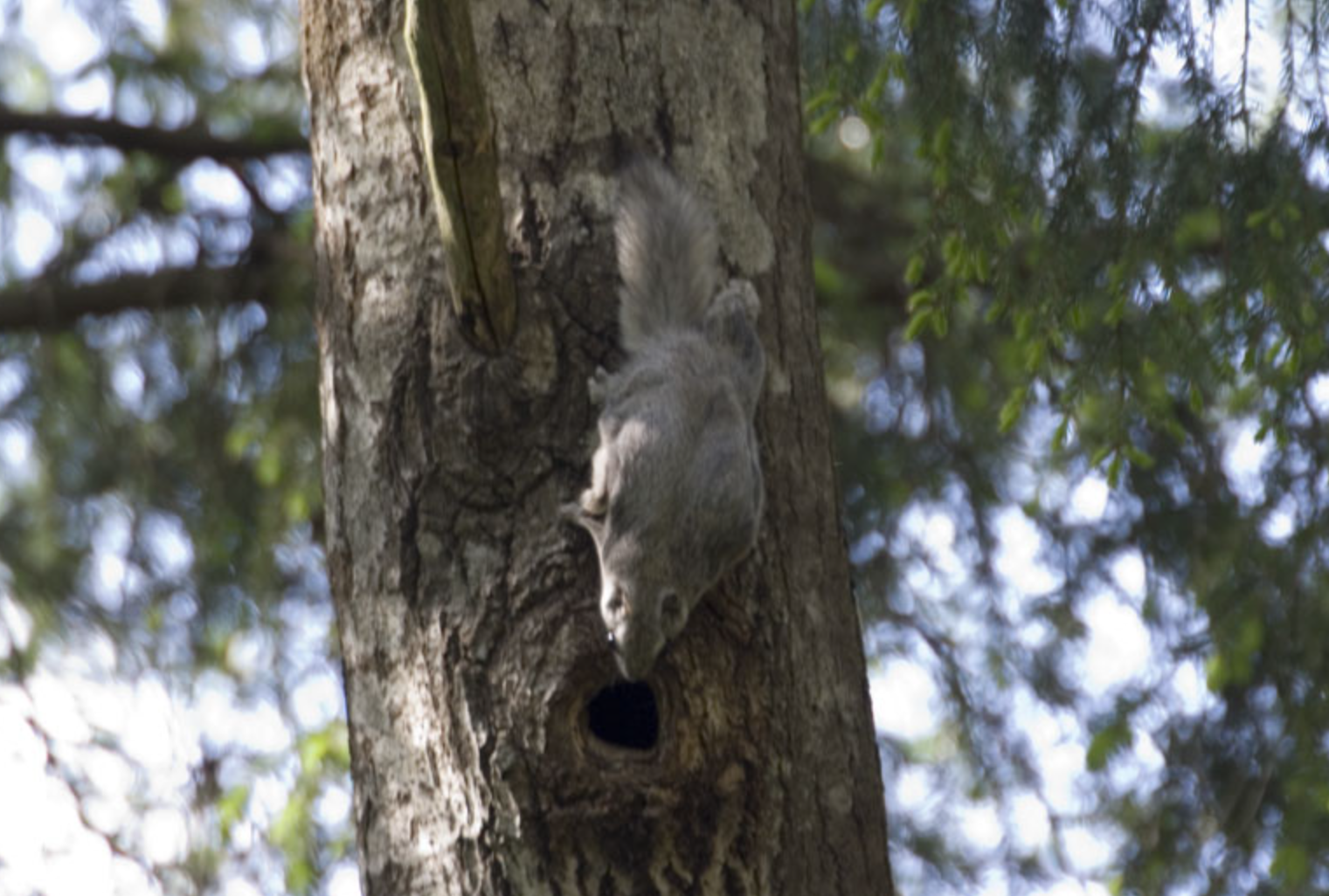 하늘을 나는 다람쥐, &lsquo;하늘다람쥐&rsquo; 숲의 시간을 살아가는 작은 비행자