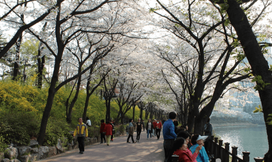 봄꽃 축제 하는 곳