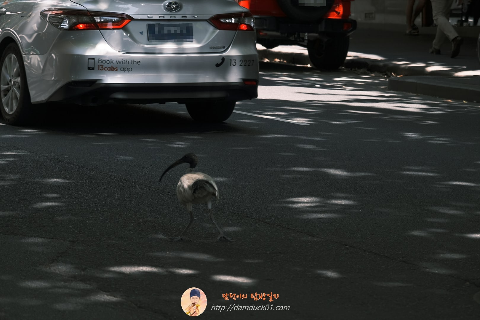 아이비스(Ibis), 호주흰따오기, 일명 거지새