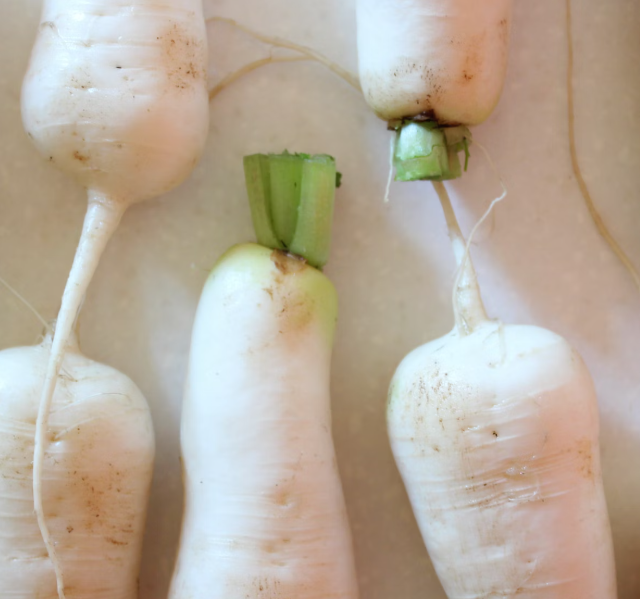 무 효능과 부작용