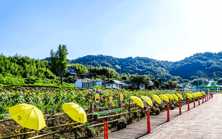 강주 해바라기 축제