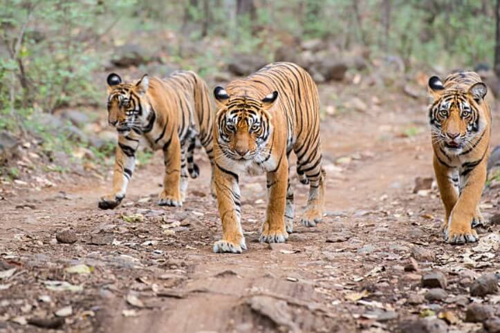 뱀띠호랑이띠상극 호랑이띠뱀띠상극