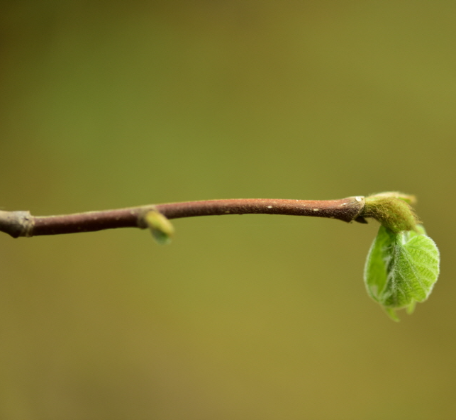 박쥐나무 겨울눈