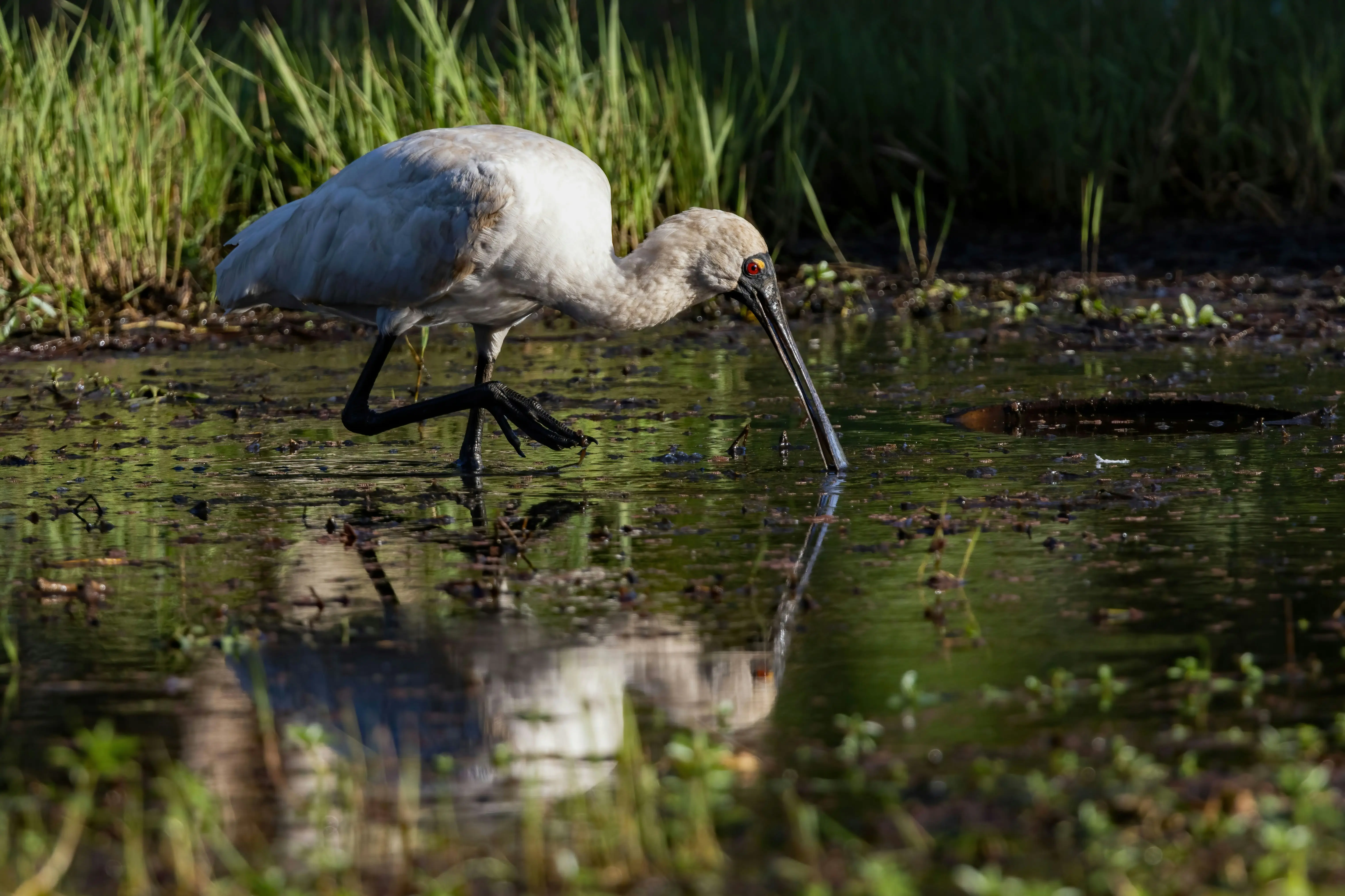 물 환경 변화 속에서 먹이를 탐색하는 저어새의 모습