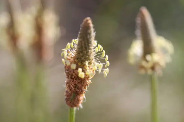 차전자피의 놀라운 효능들, 다이어트와 건강을 한 번에! 오늘은 우리가 일상에서 쉽게 접할 수 있지만, 그 효능에 대해서는 아직 잘 모르는 식품, 바로 '차전자피'에 대해 알아볼 거예요. 차전자피는 단순한 식이섬유가 아니라, 우리 몸에 놀라운 이점을 제공하는 자연의 선물이랍니다! 오늘은 차전자피의 놀라운 효능과 주의해야 할 부작용에 대해 자세히 알아보겠습니다.