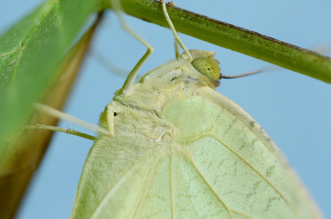 Pupa