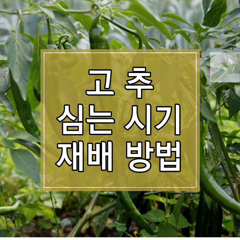 고추 심는 시기 및 재배방법 알아보기