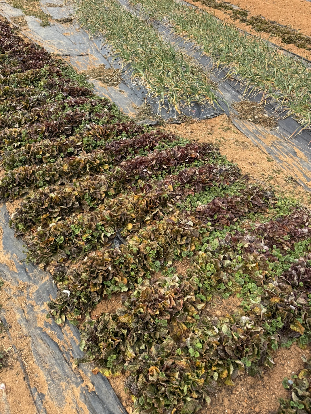 🌱 겨울 상추 재배, 쉽고 간단하게! 🥬❄️