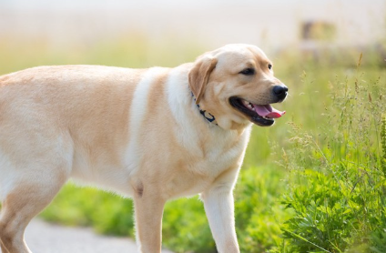 잡초 옆을 걷는 래브라도르.