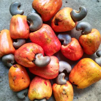 캐슈넛 효능 부작용 섭취량_2