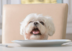 개에게 미네랄이 필요하다?