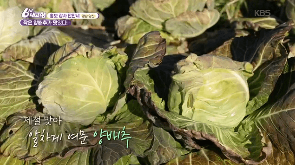 [6시내고향] 경남 양산 소형 양배추 명촌농원 스마트스토어 택배 판매처 정보를 설명하는 이미지