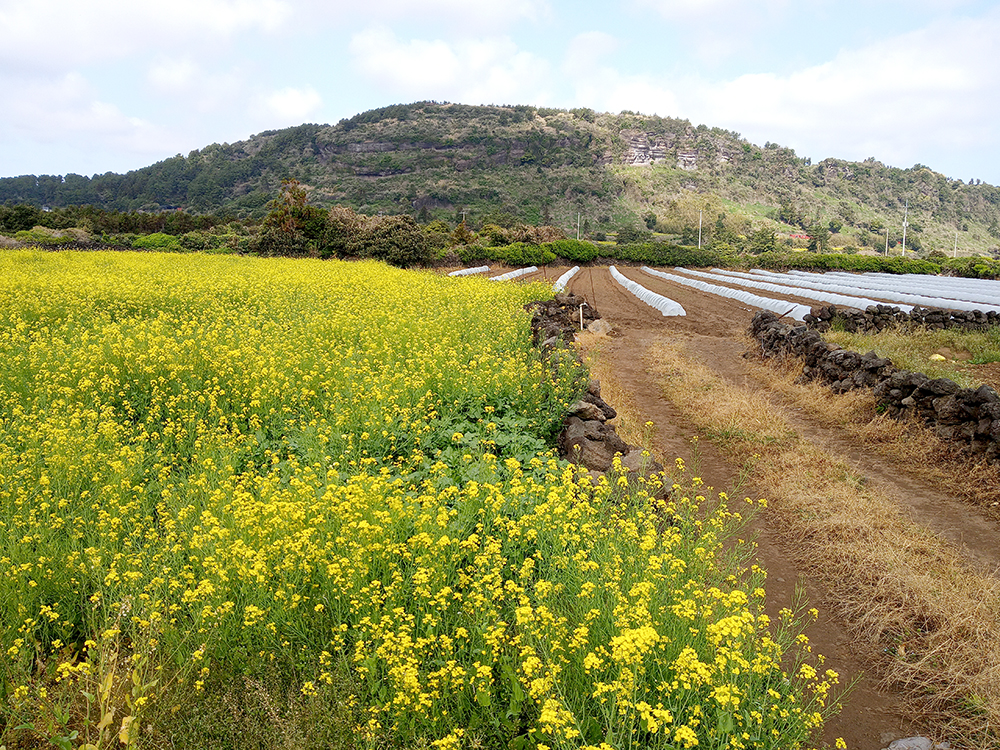 올레1코스: 말미오름