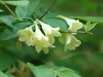 병꽃 무늬병꽃 삼색병꽃 붉은병꽃 아름다운 꽃 종류_14