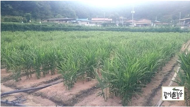 생강 재배 씨눈 맞추기 보온 피복 수확 건조_6