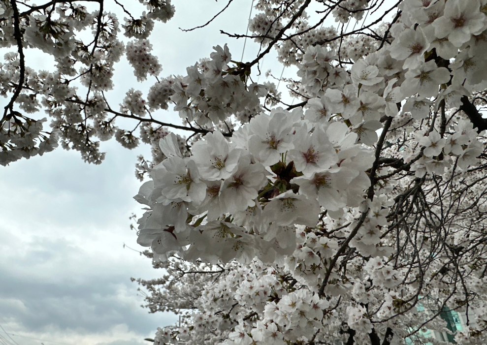 5월 1일, 모두가 쉰다. 5월 4일은? 연차 활용 전략을 세우자!