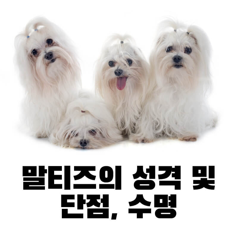 말티즈의 성격 및 단점, 수명