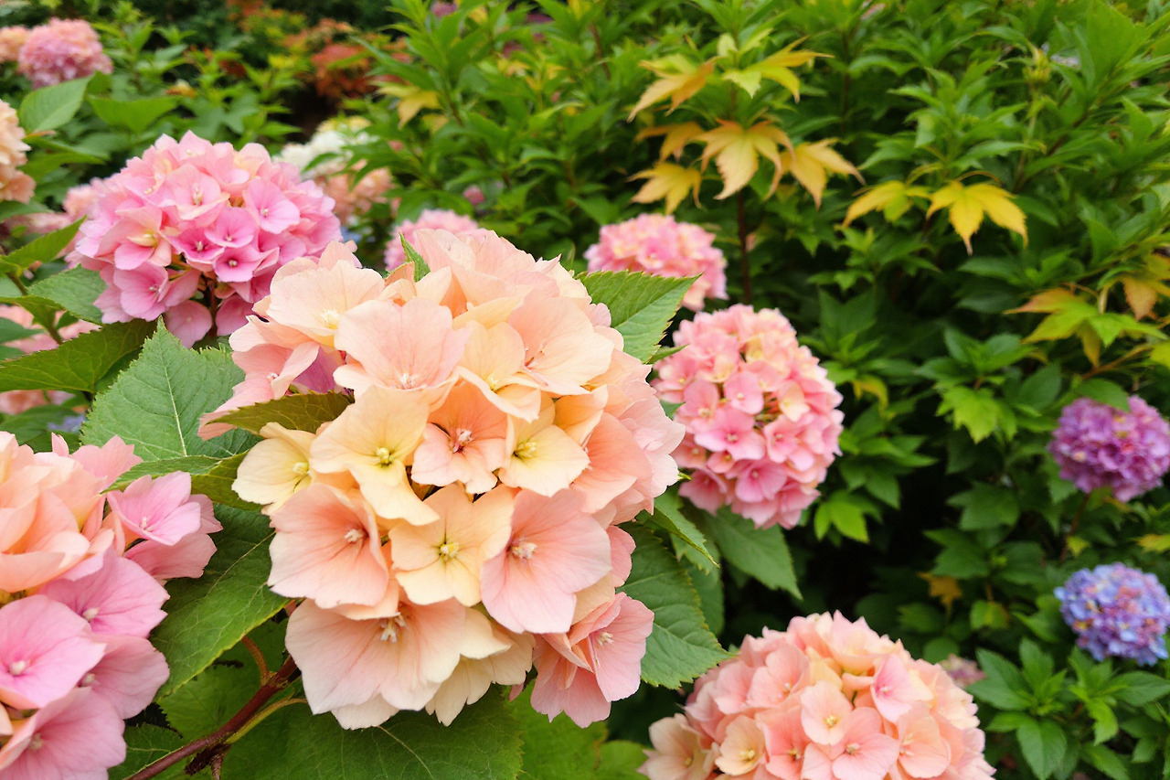 화담숲에 피어있는 수국