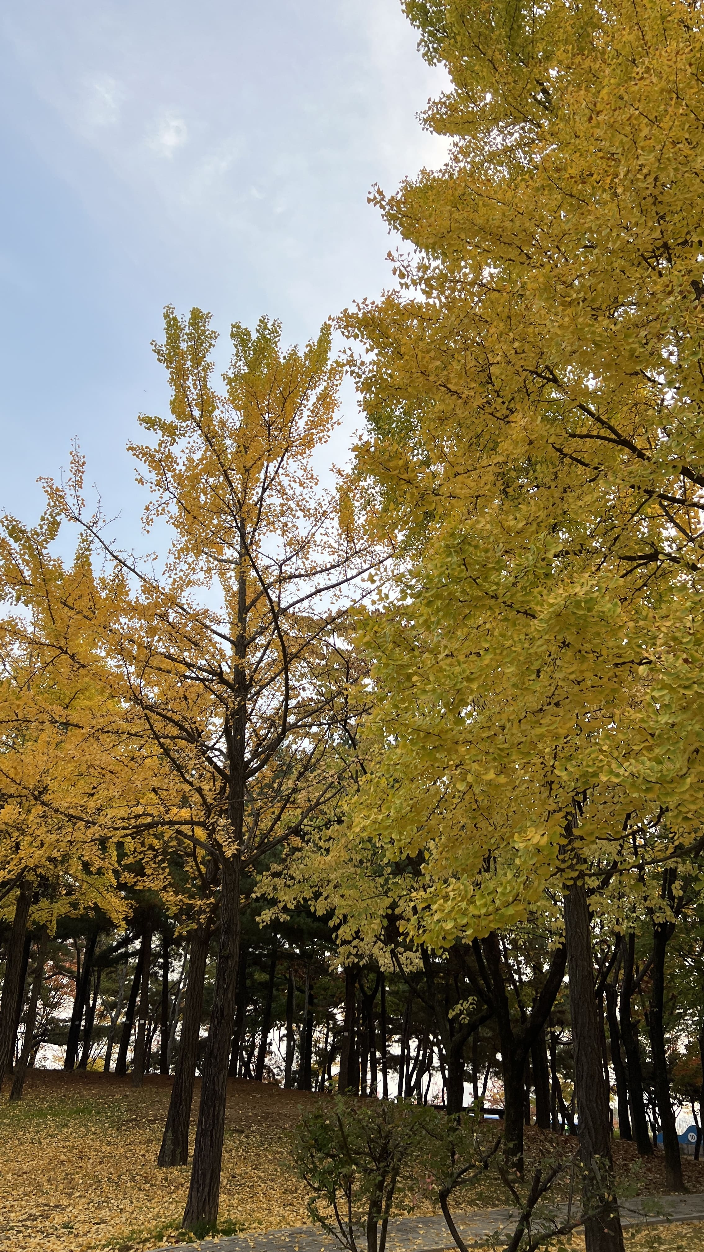 여의도 한강공원