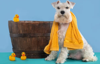 슈나우저 사진/출처:어도비스톡