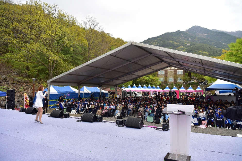  제 28회 비슬산 참꽃문화제 특징