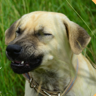 재채기 하는 개