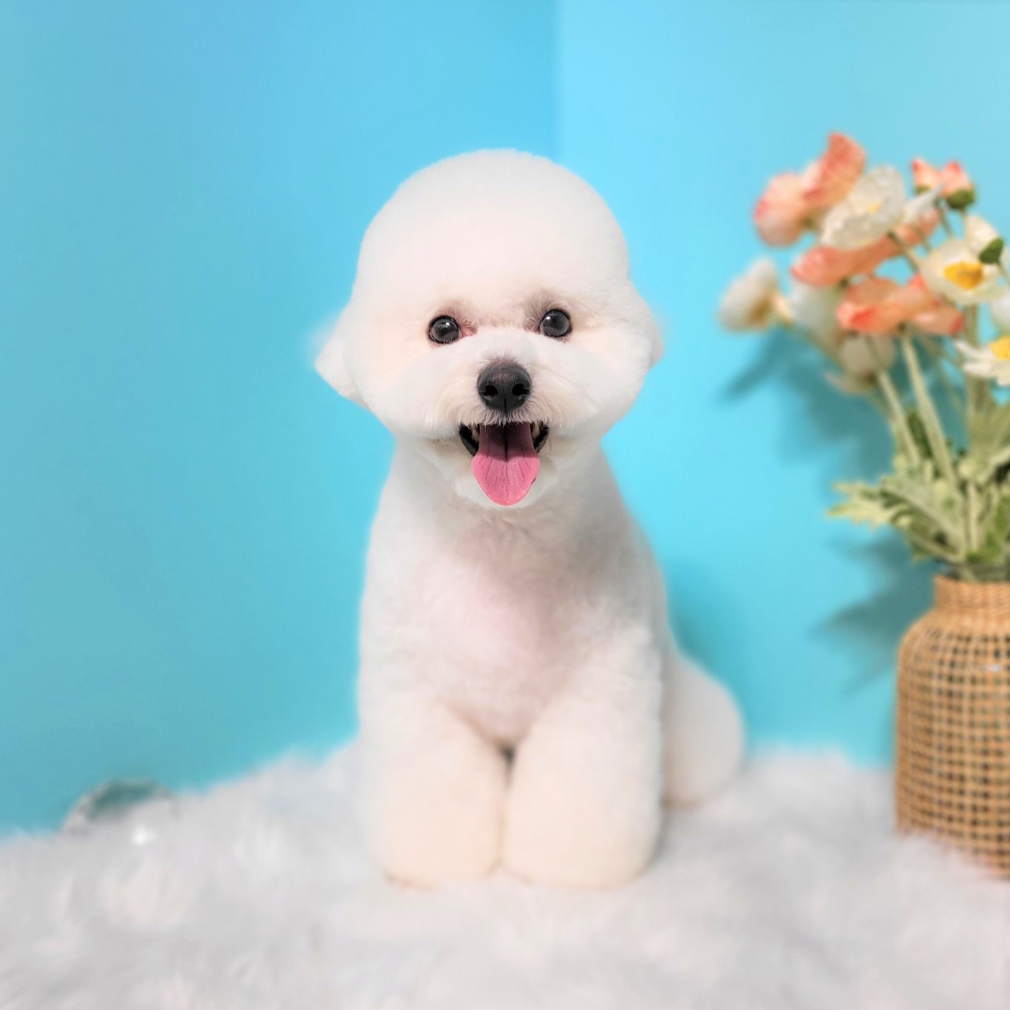 펫브릿지 경산 중산점