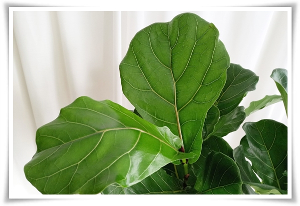 "고무나무 키우기" 실내 정원에 매력을 더하는 초록 친구!