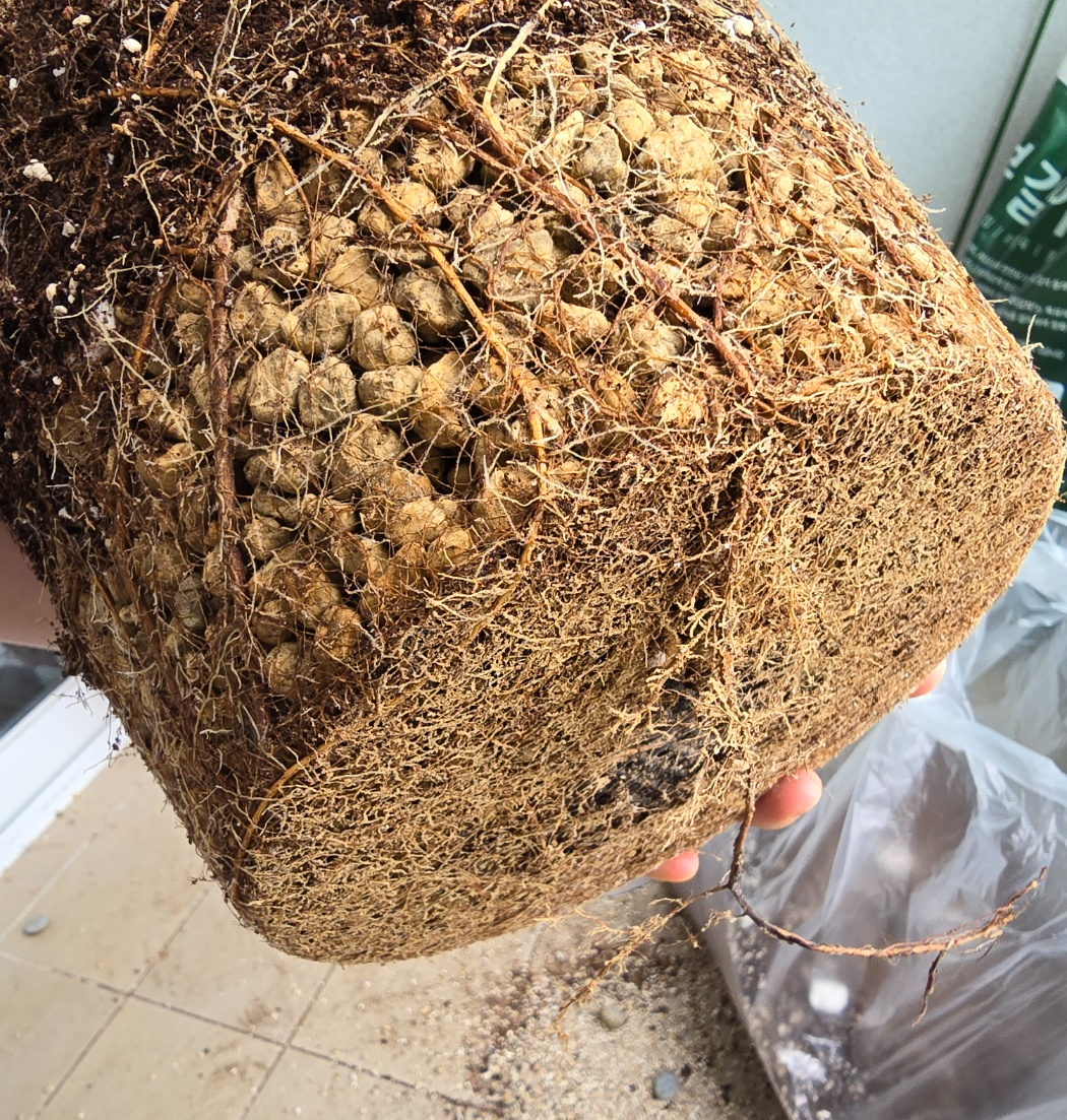 화분맨아래쪽에 가장많이 모여있어요