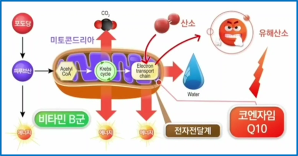 항산화영양소