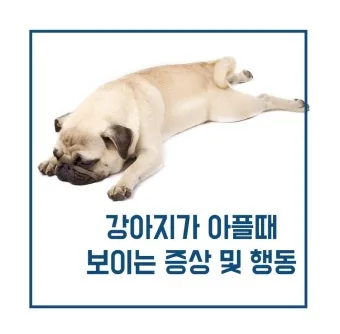 강아지 아플 때 증상 10가지 주의해야 할 건강 신호_4