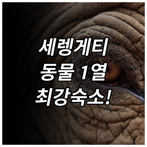 세렝게티 여행 정보와 동물을 가까이서..