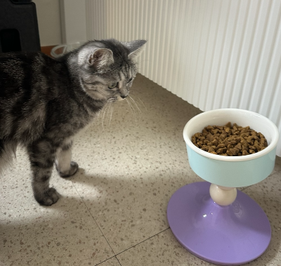 가득찬 사료그릇 앞에서 망설이고 있는 회색 고양이 별찌