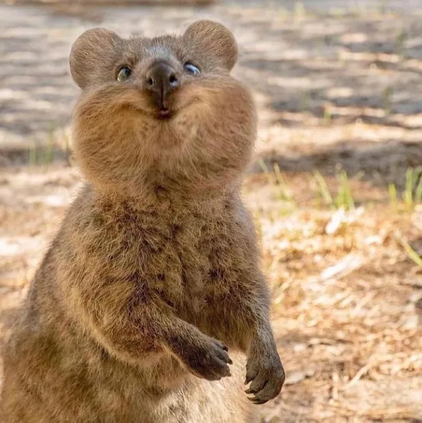 쿼카 웃는 동물 행복한 동물 특징 성격_5