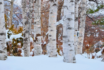 눈꿈 상황별 해몽
