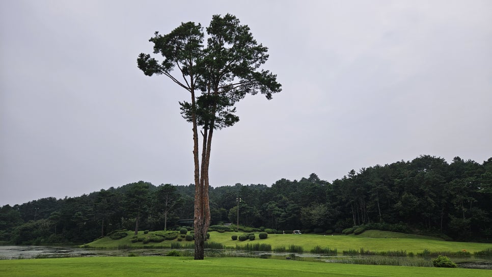 골프장 경험담 여주 세라지오CC 자연 속에서 즐기는 프리미엄 퍼블릭 골프장의 품격