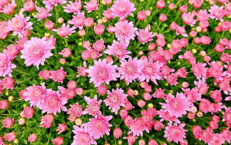 옥정호 출렁다리