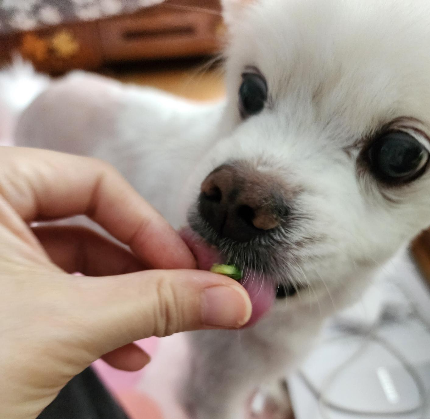 A eating dog