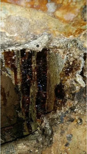 석청꿀 효능 7가지 보관방법 섭취 시 주의사항에 대해서 알아보기_8